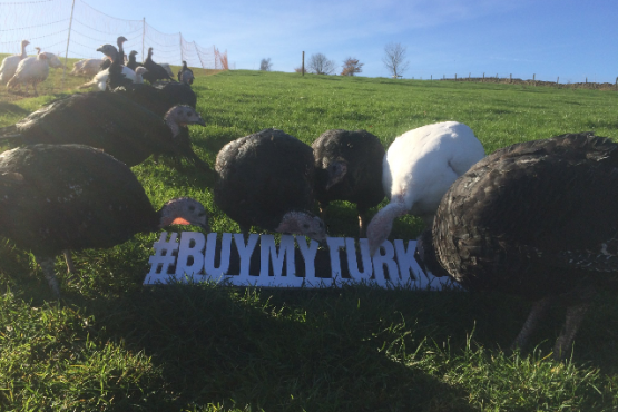 Kent Turkeys take part in #BuyMyTurkey day